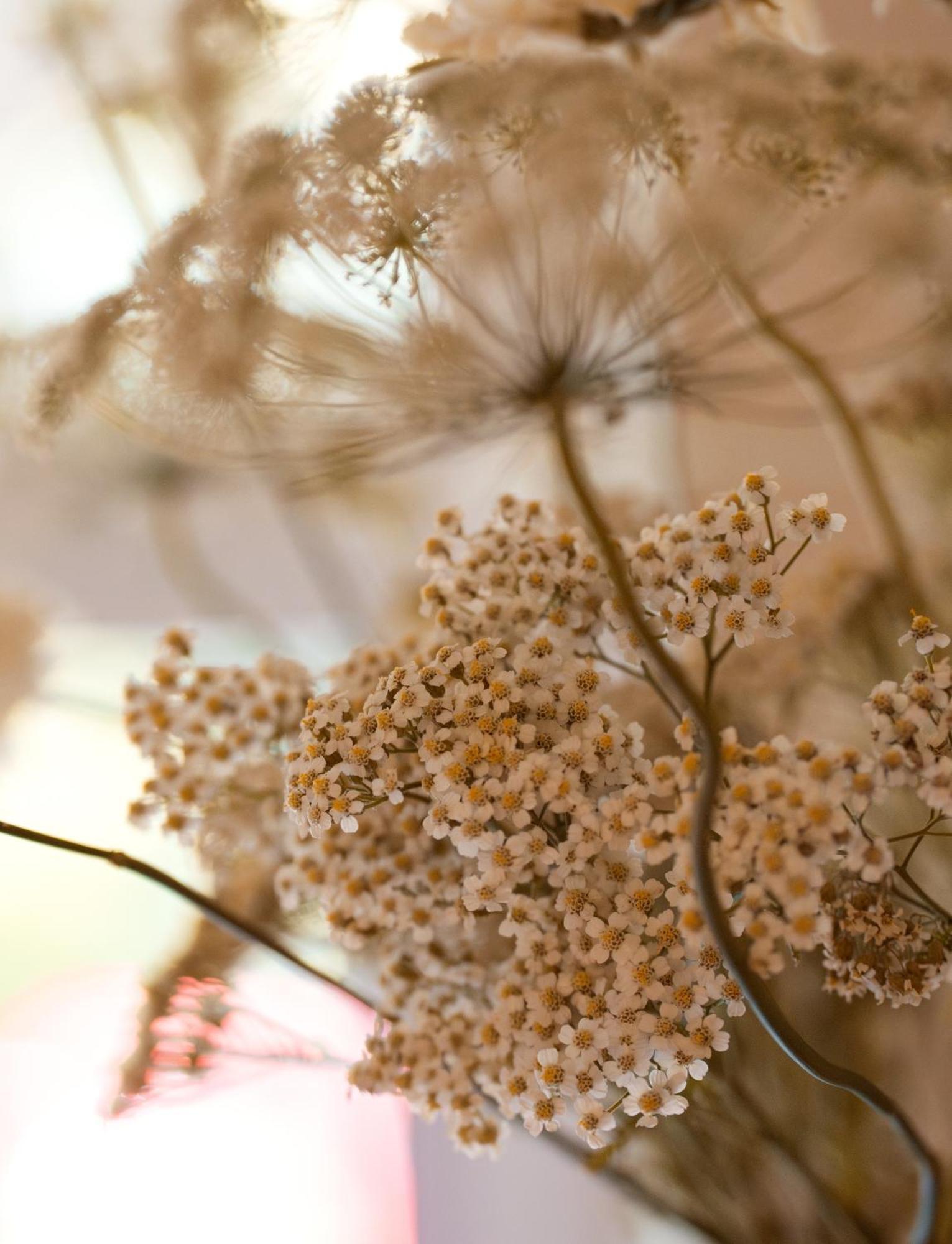 Leighton House - Boutique Guesthouse Bath Eksteriør billede Dried chamomile flowers